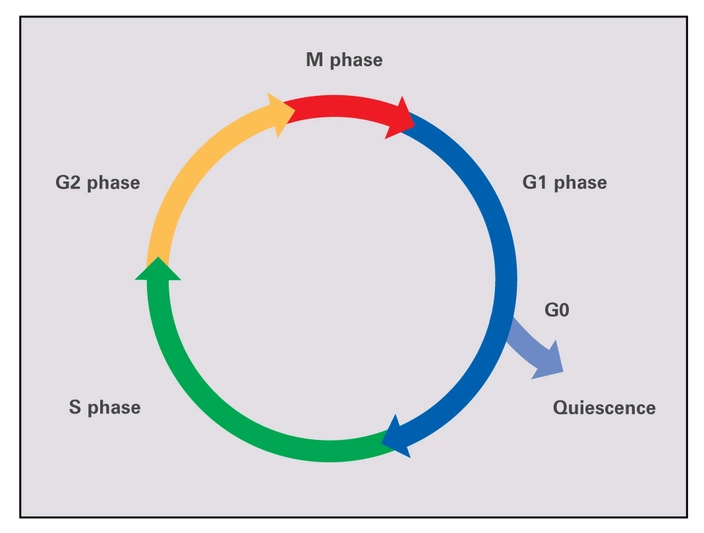 కణ చక్రం గురించి వివరణ | Cell cycle