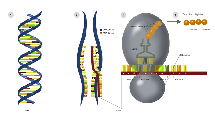 సెంట్రల్ డాగ్మా గురించి వివరణ | Central Dogma