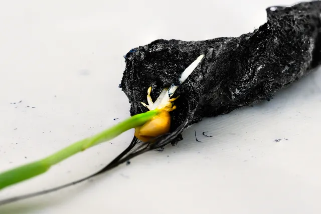 eSoil లో బార్లీ మొక్క