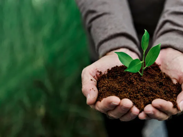 ఒక వ్యక్తి మొక్కతో పిడికెడు మట్టిని పట్టుకున్నాడు.